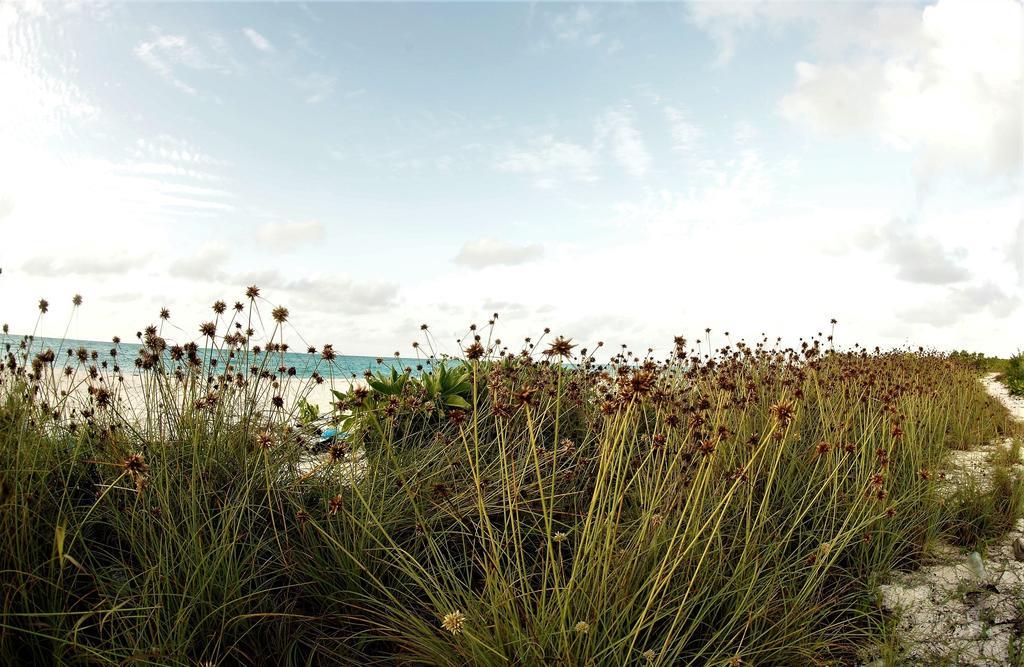 Annama Lodge And Dive Hoarafushi Exterior photo